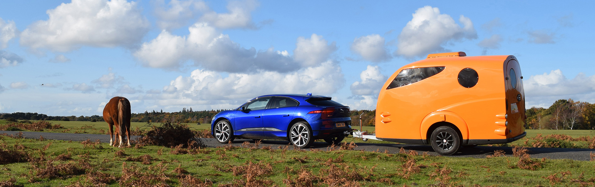 Tripbuddy in the New Forest